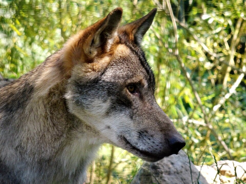 Zoo wild animal animal world