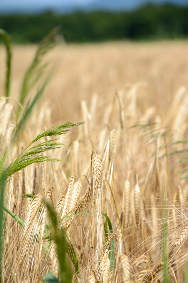 Healthy grain wheat