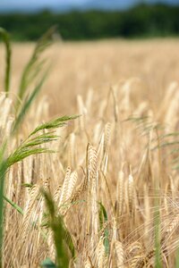 Healthy grain wheat photo