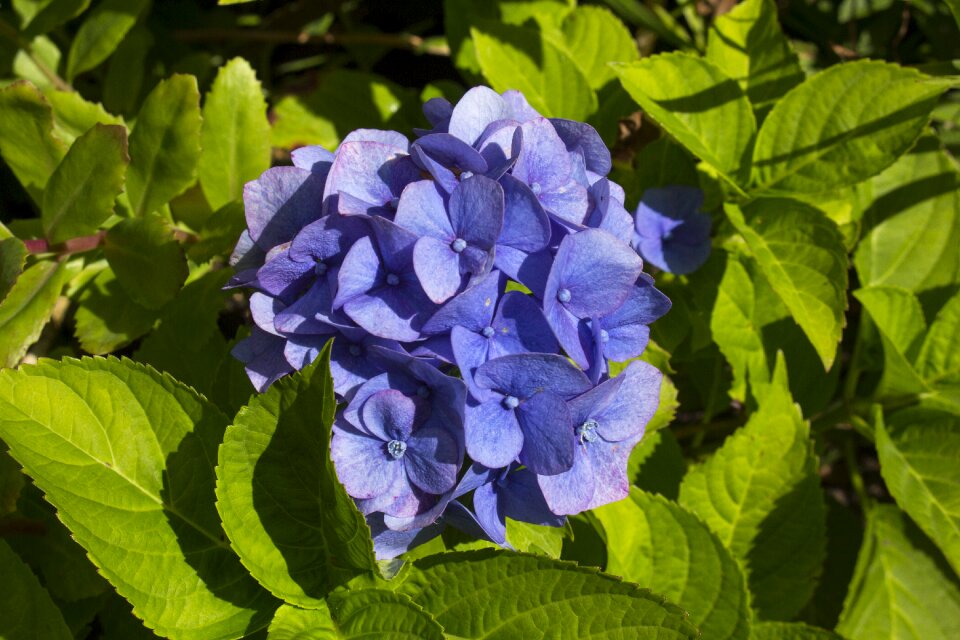 Blossom bloom plant