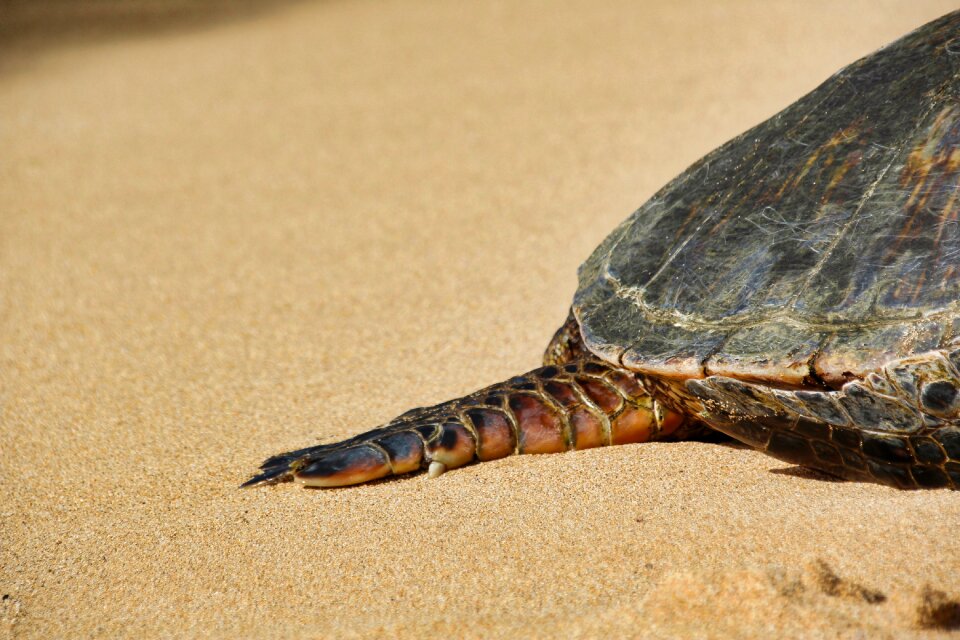 Leg nature reptile