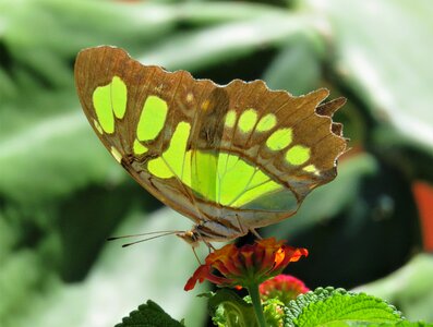 Insect flora leaf