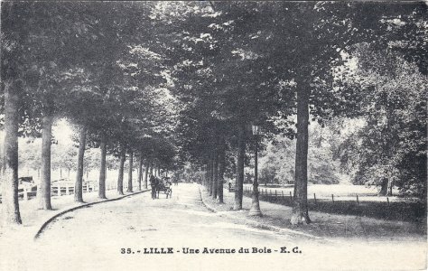 35. - Lille — Une Avenue du Bois – E.C