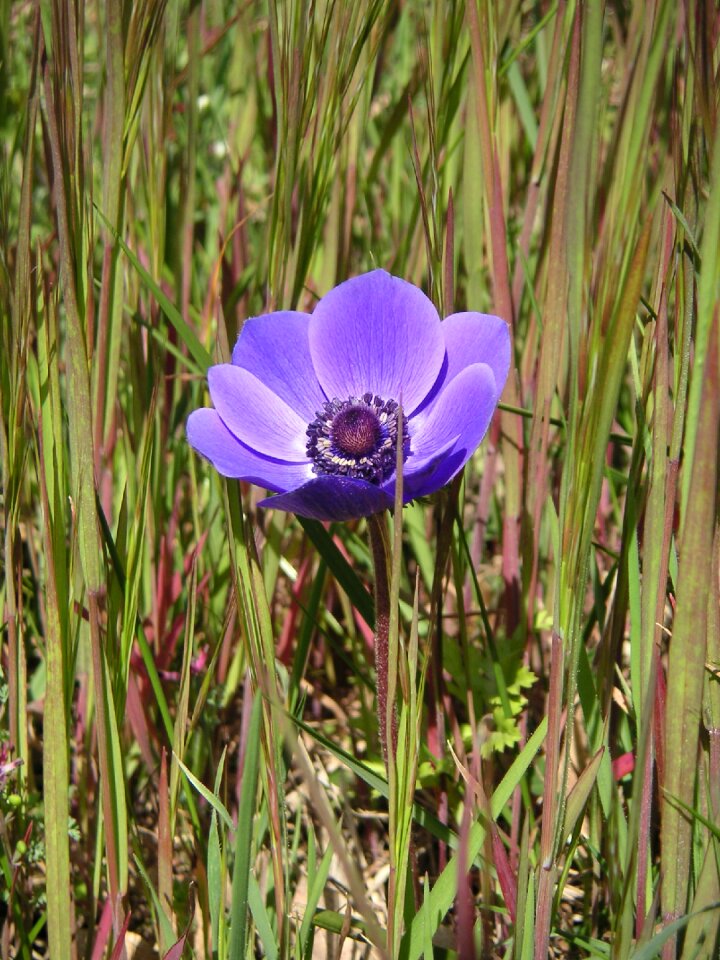 Purple flowers petals wild flower