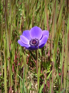 Purple flowers petals wild flower