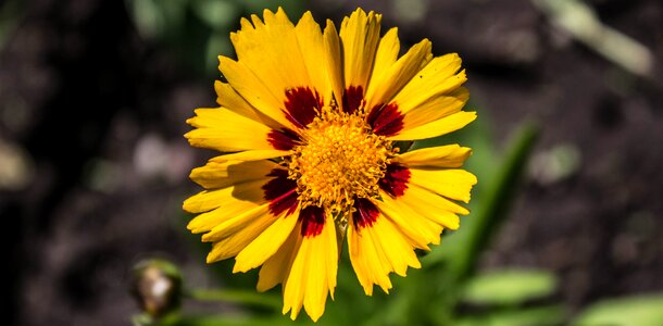 Coreopsis blossom bloom photo