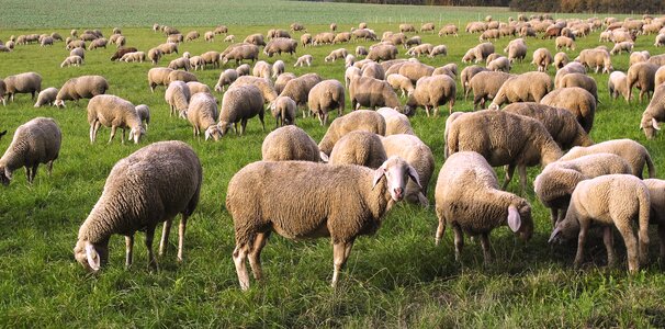 Flock of sheep domestic sheep animals