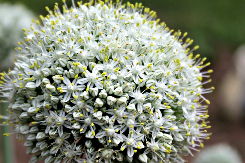 Nature summer floral