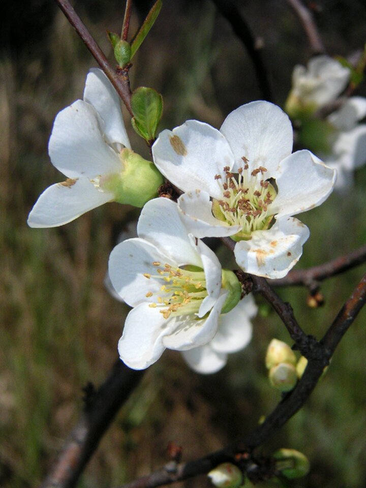Bud spring flower