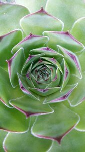 Spine nature leaf