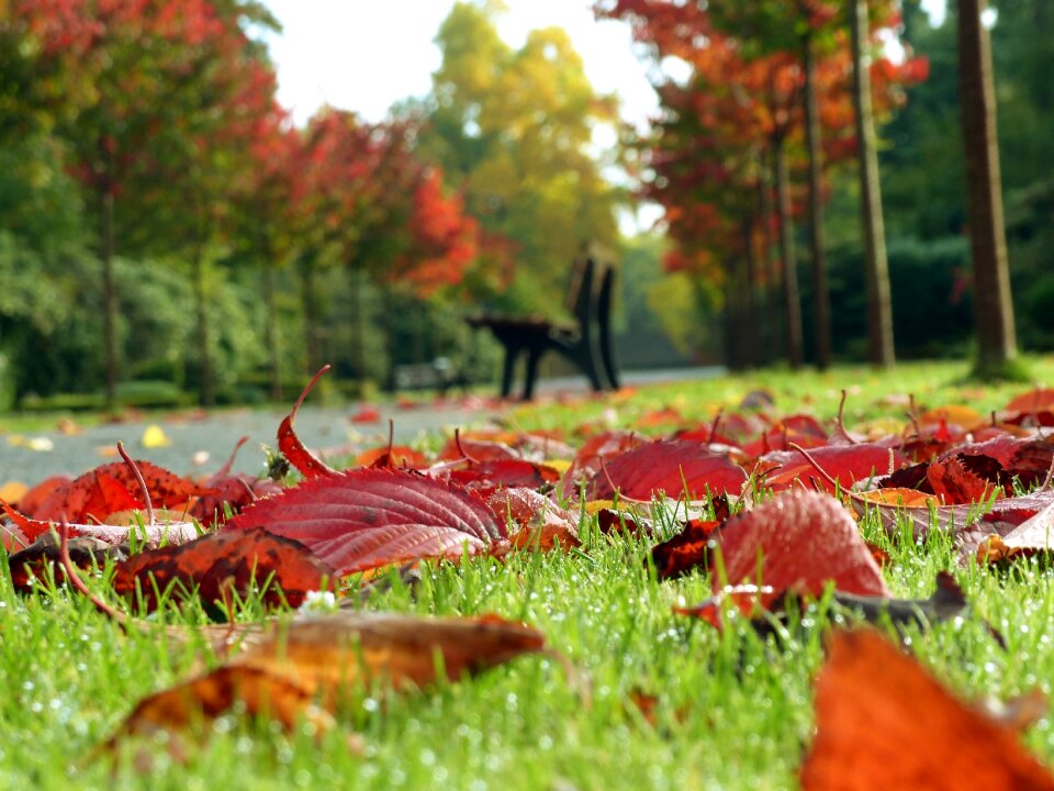Golden autumn leaves autumn gold