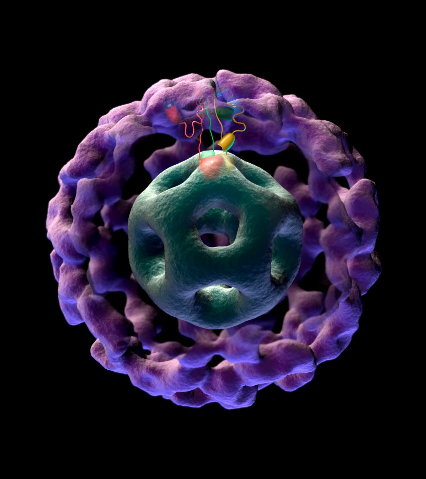 3D pyruvate dehydrogenase complex photo