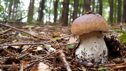 Hribik big mushroom forest