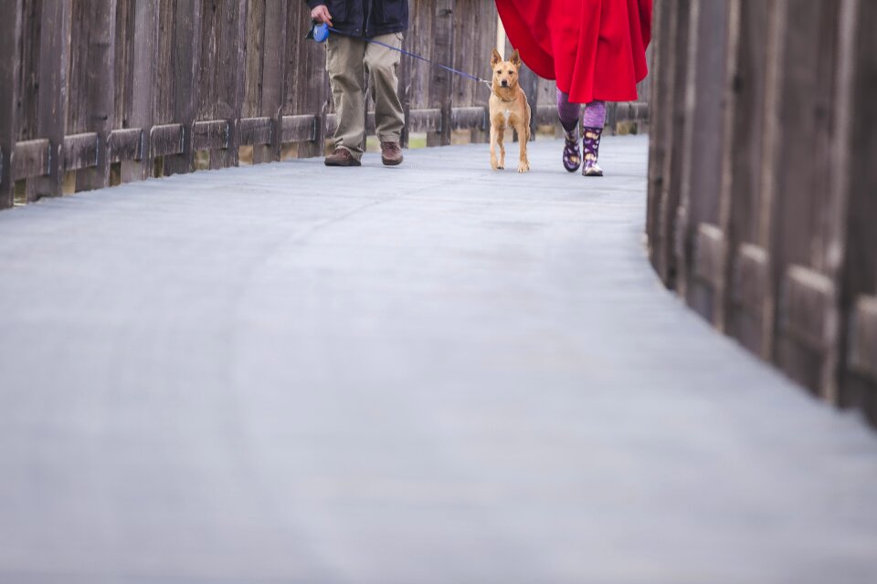 Leash outdoors pavement