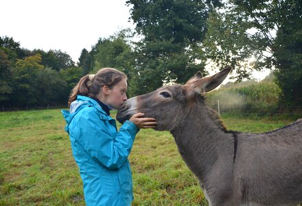 Donkey complicity tenderness photo