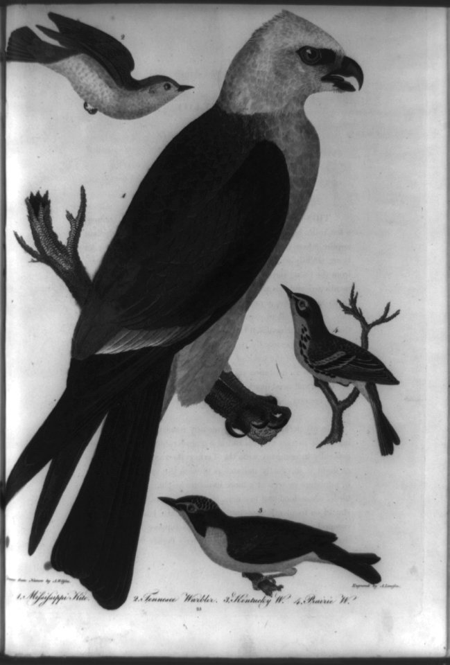 4 birds)- 1. Mississippi Kite; 2. Tennessee Warbler; 3. Kentucky W(arbler); 4. Prairie W(arbler LCCN2002715123