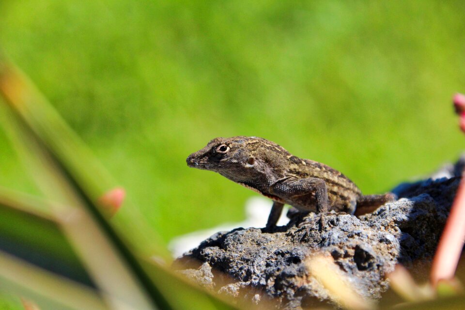 Nature animal world animal