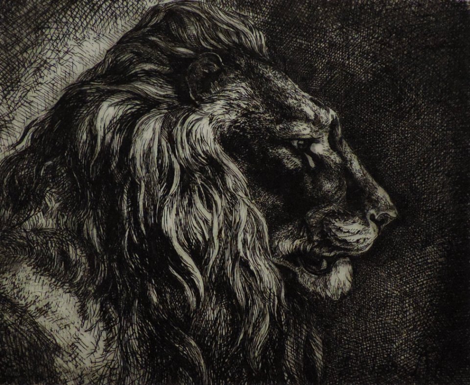 4. Eau-forte - Lion de profil