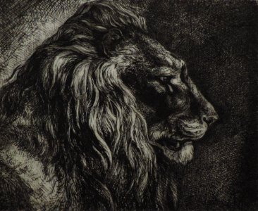 4. Eau-forte - Lion de profil