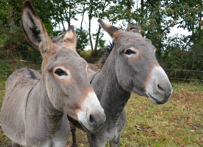 Long ears grey profile photo