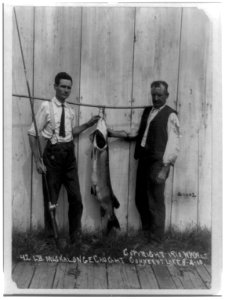 42 lb. muskalonge caught in Conneaut Lake 8-2-10 LCCN2002718098