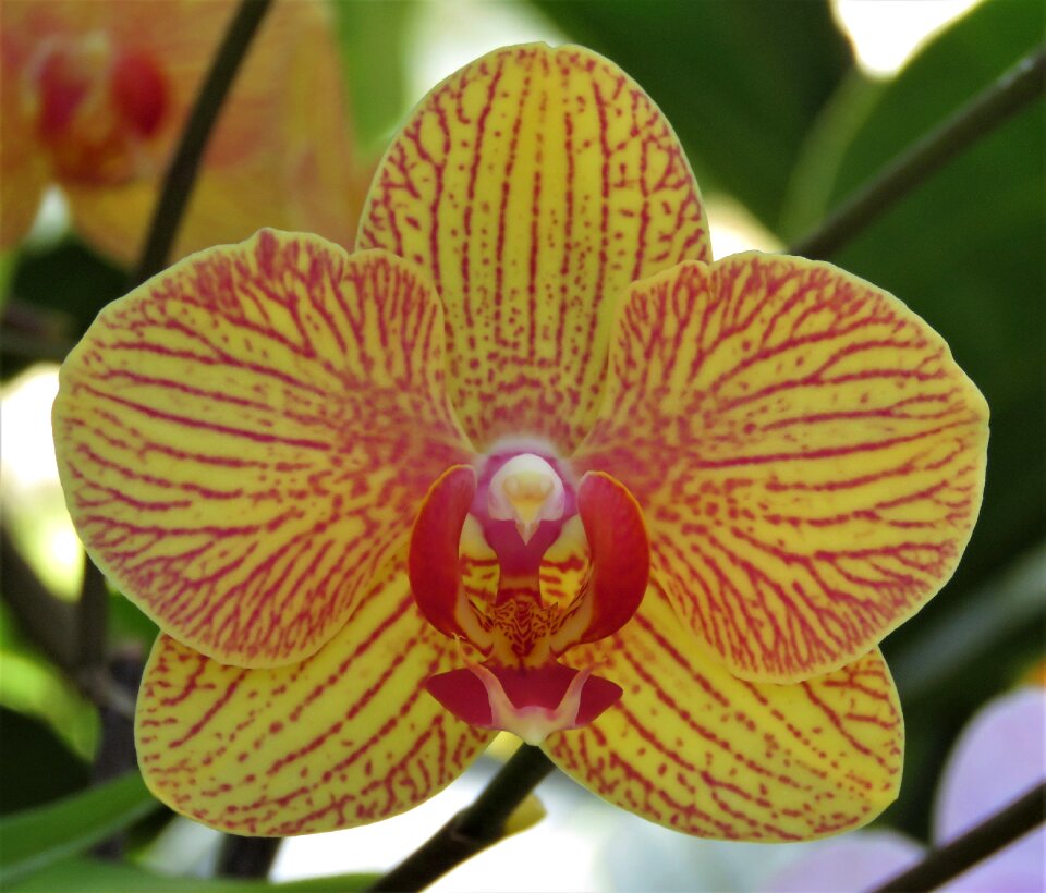 Tropical flora exotic