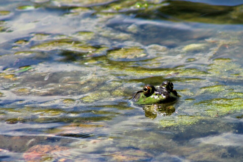 Nature animal wildlife
