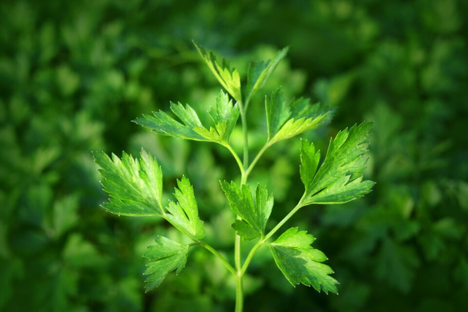 Spices salad green