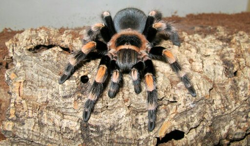Terrarium tarantula brachypelma smith