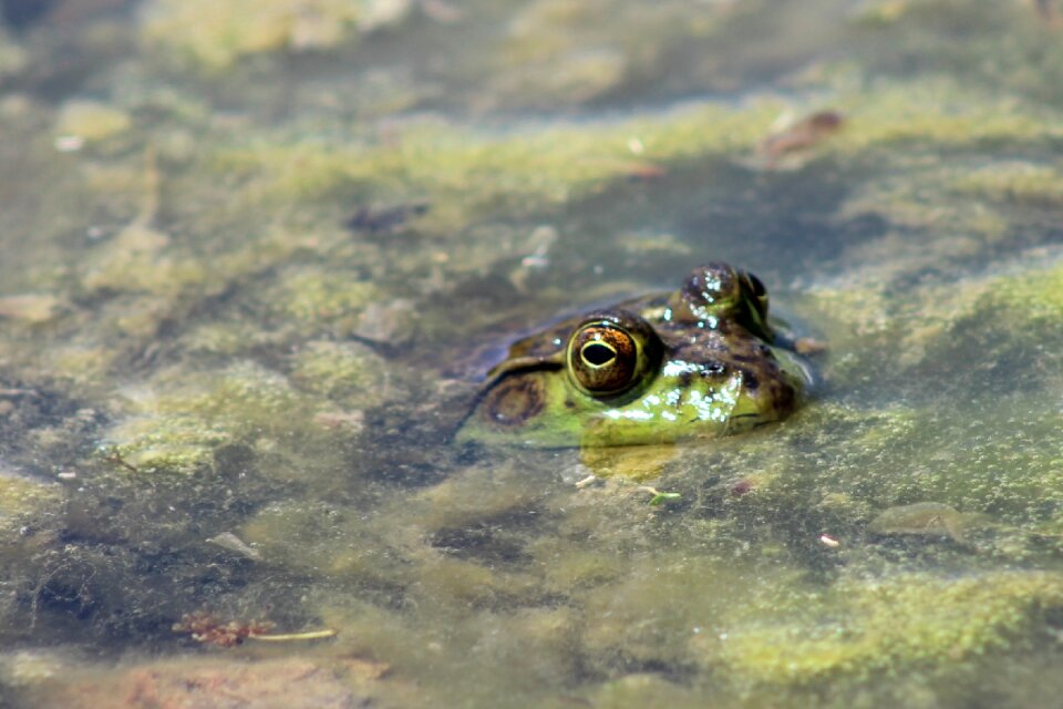 Water nature animal