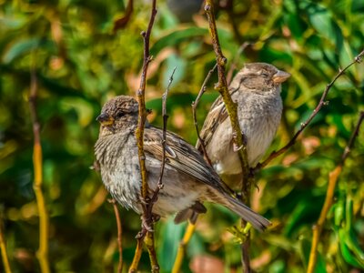 Animal sparrow tree photo
