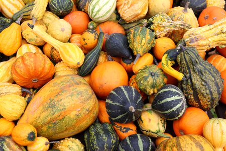 Pumpkins farmer's market october photo
