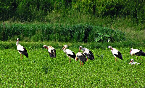 Stork bird nature