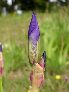Flower iris bud