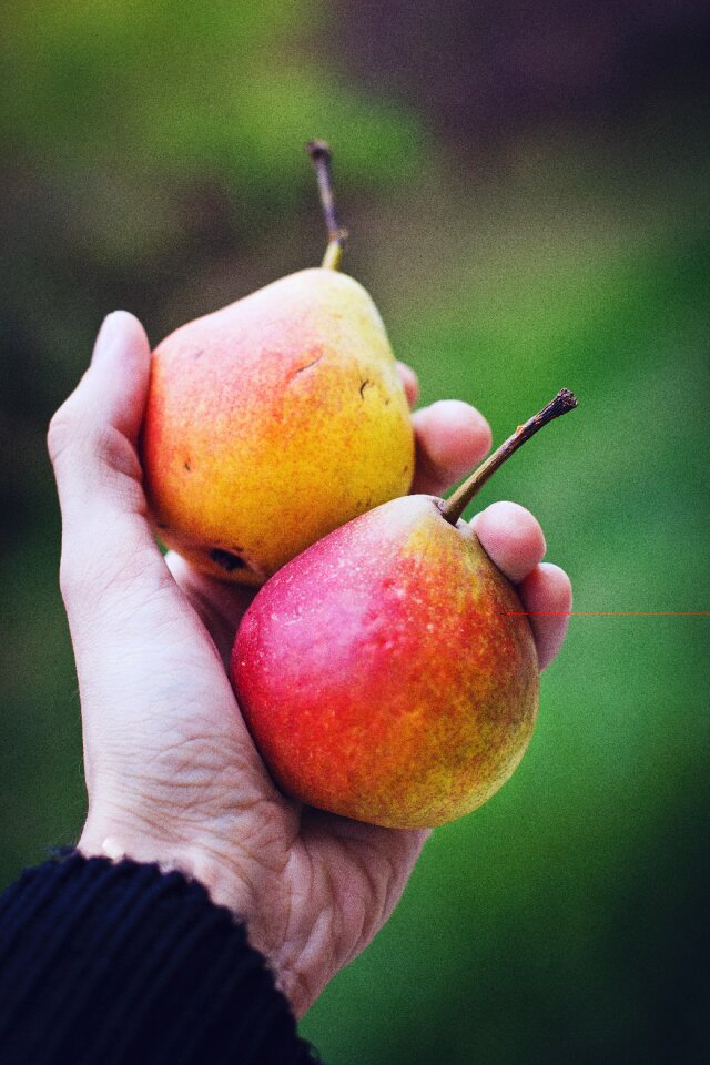 Fruit hand pear