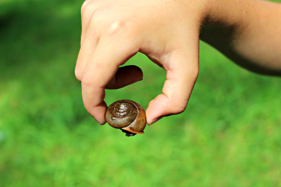 Animal shell nature