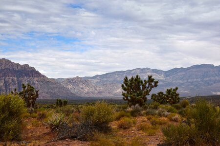 Plant cactus travel photo