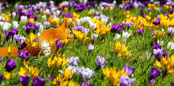 Animal squirrel spring