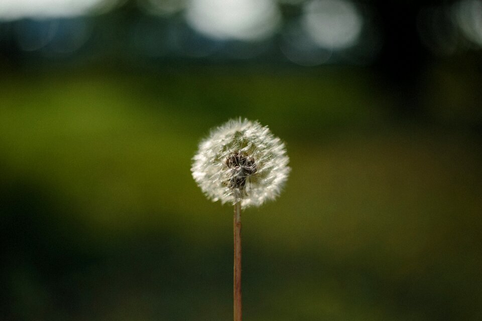 Bloom blowball botany