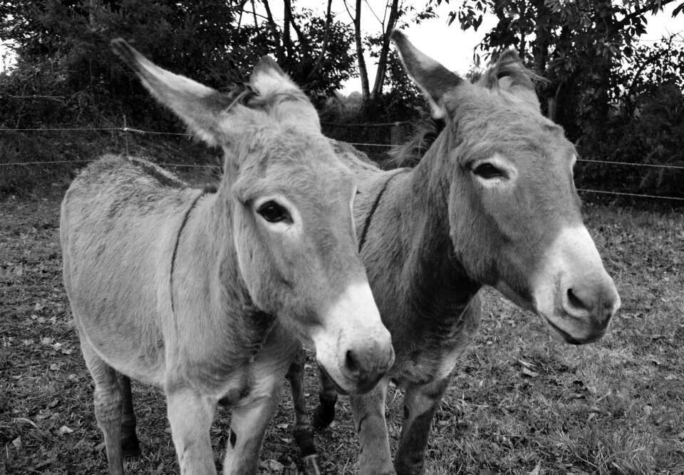 Ride horses domestic animal long ears