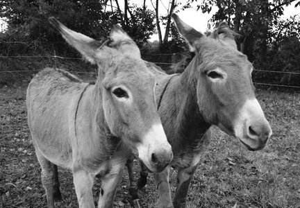 Ride horses domestic animal long ears photo