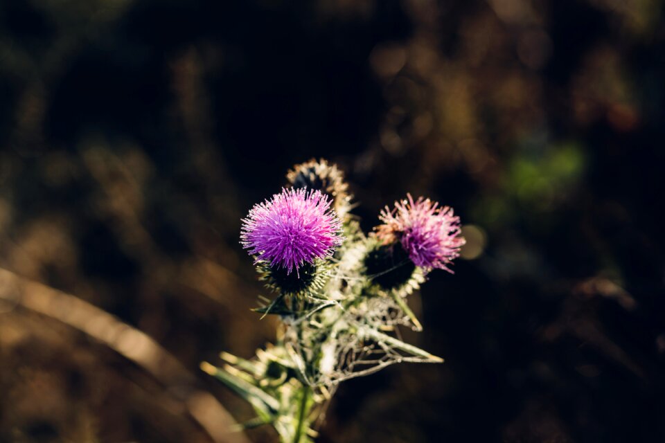 Bloom blooming blossom