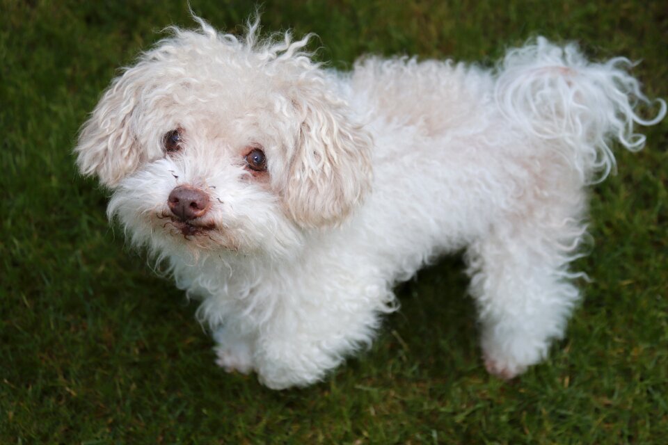 Cute purebred dog bolonka