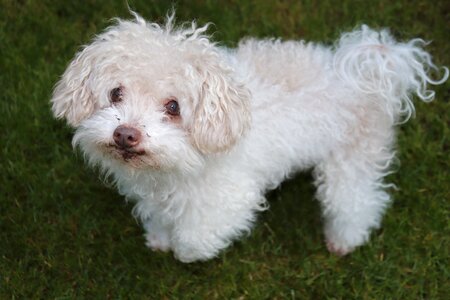 Cute purebred dog bolonka