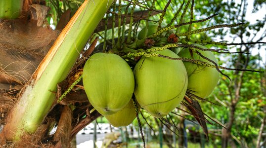 Growing hanging bunch