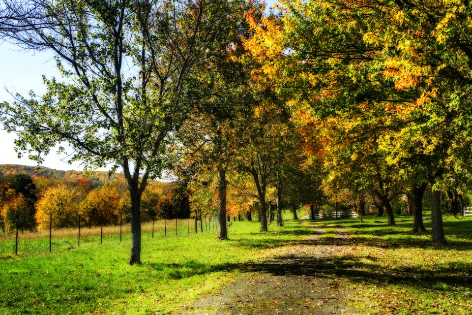 Trees roadway fence
