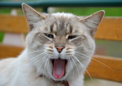 Language chat feline pink tongue rough