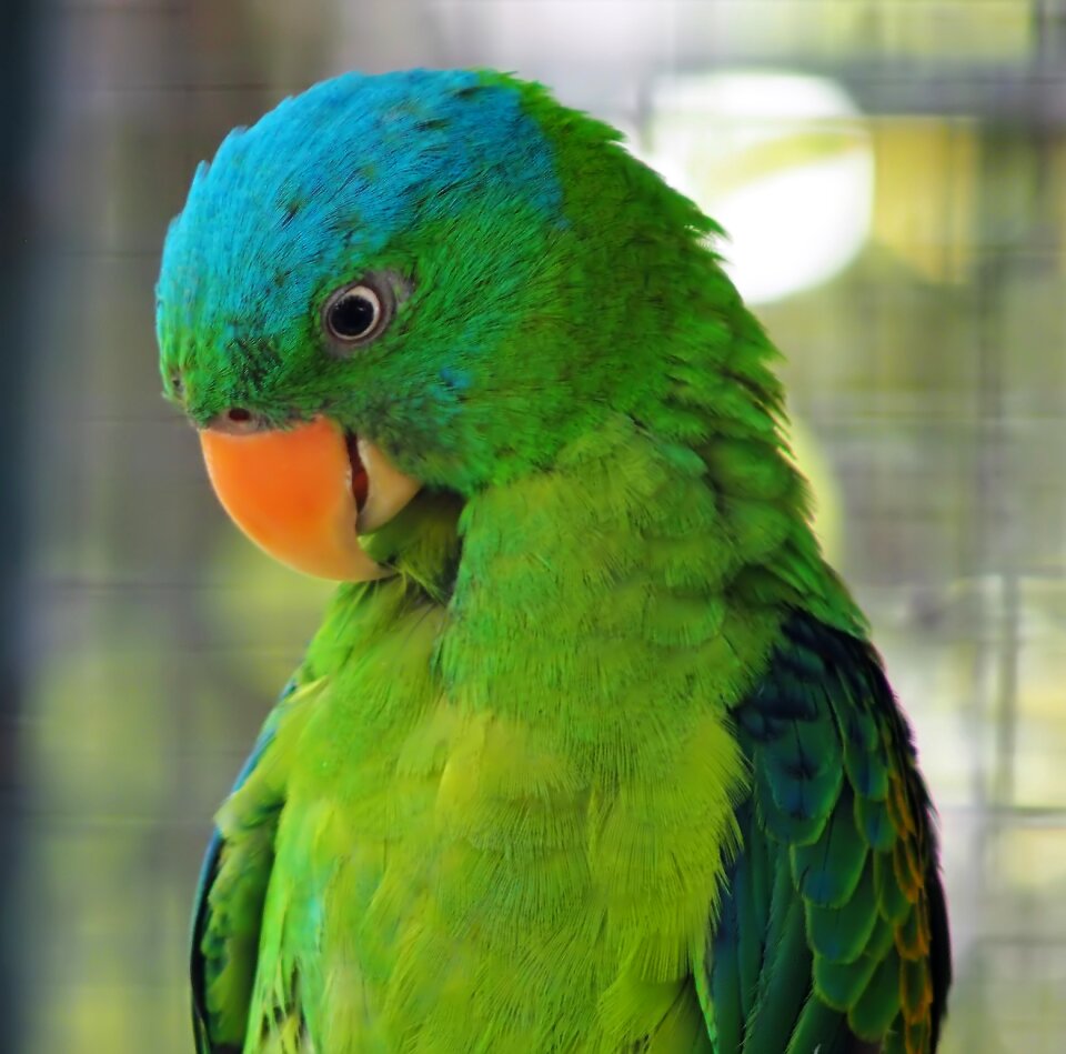 Feather animal parakeet photo
