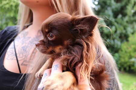Chihuahua small small dog