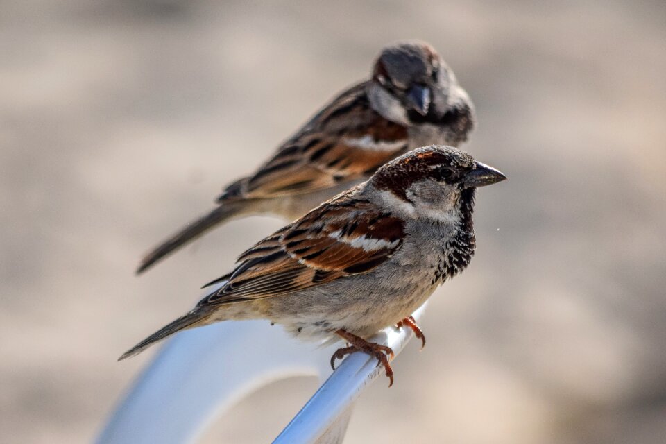 Bird wildlife animal